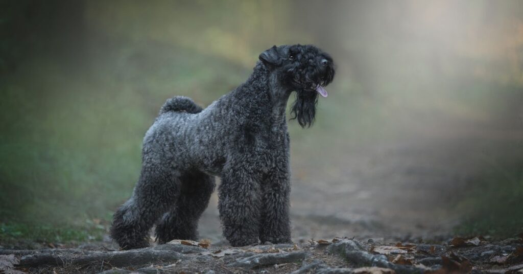 Kerry Blue Terrier