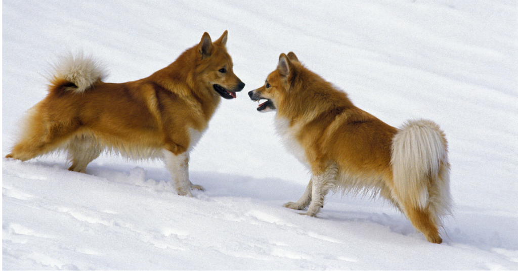 Icelandic Sheepdog
