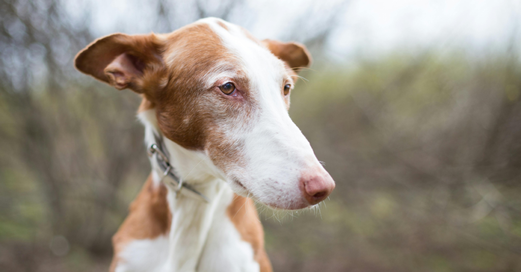 Ibizan Hound