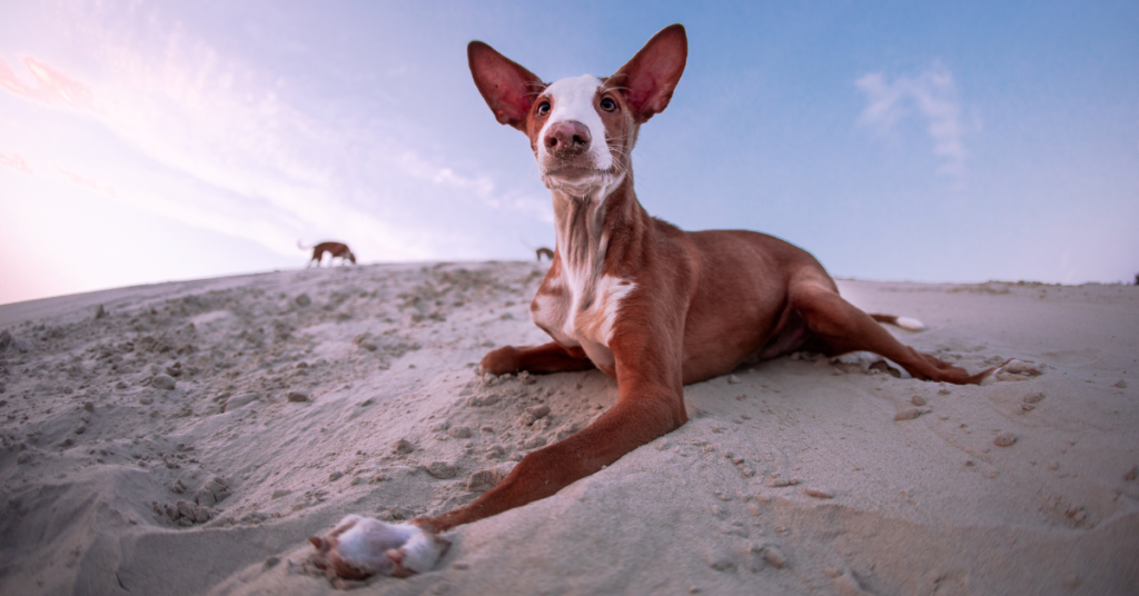 Ibizan Hound puppy