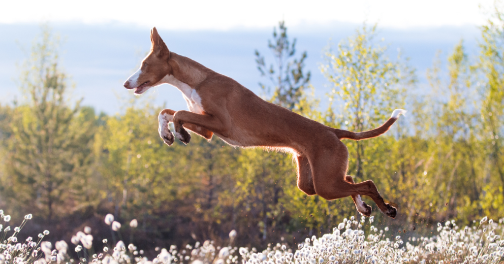 Ibizan Hound