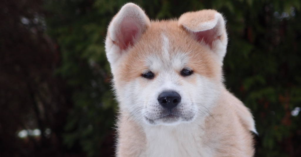 Hokkaido Puppy