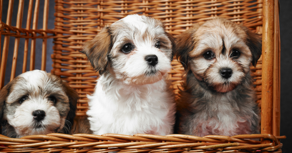Havanese Puppies