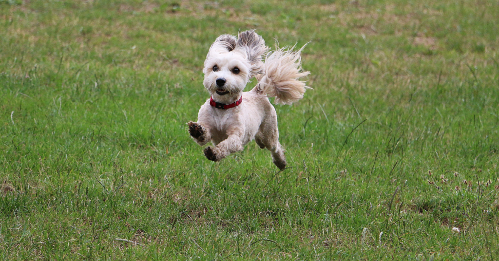 Havanese