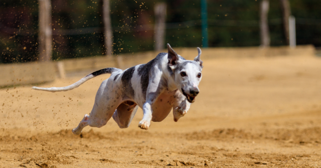 Greyhound running