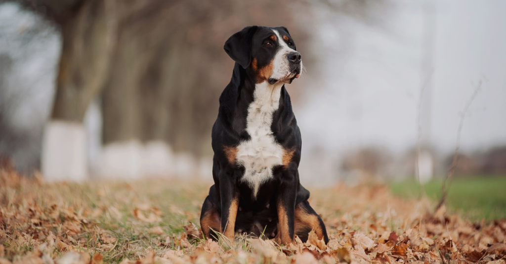 Greater Swiss Mountain dog