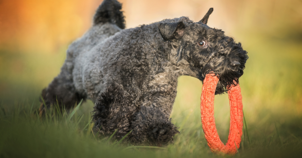 Kerry Blue Terrier