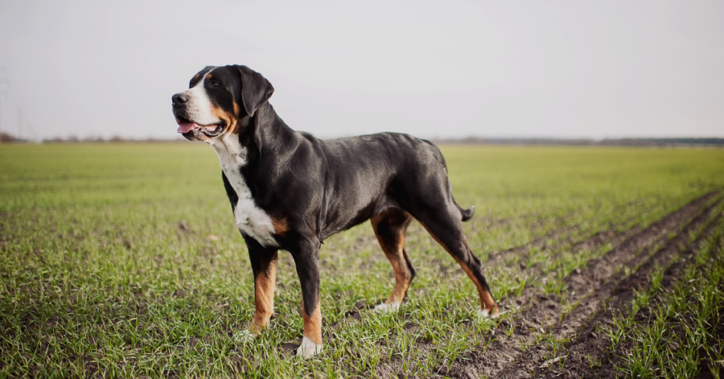 Greater Swiss Mountain dog