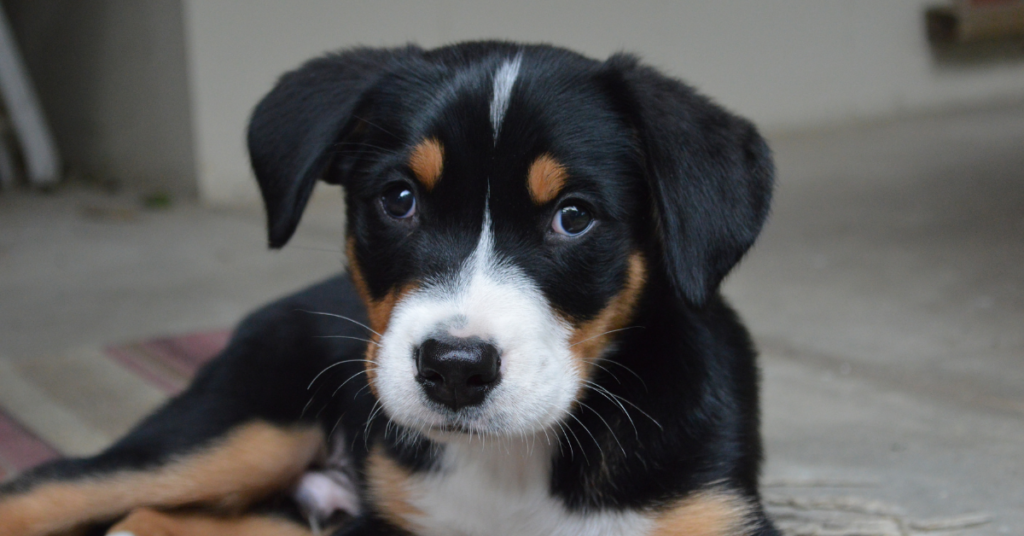 Greater Swiss Mountain dog Puppy