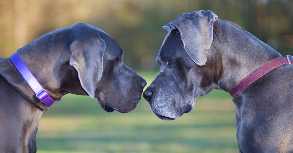 Great Dane
