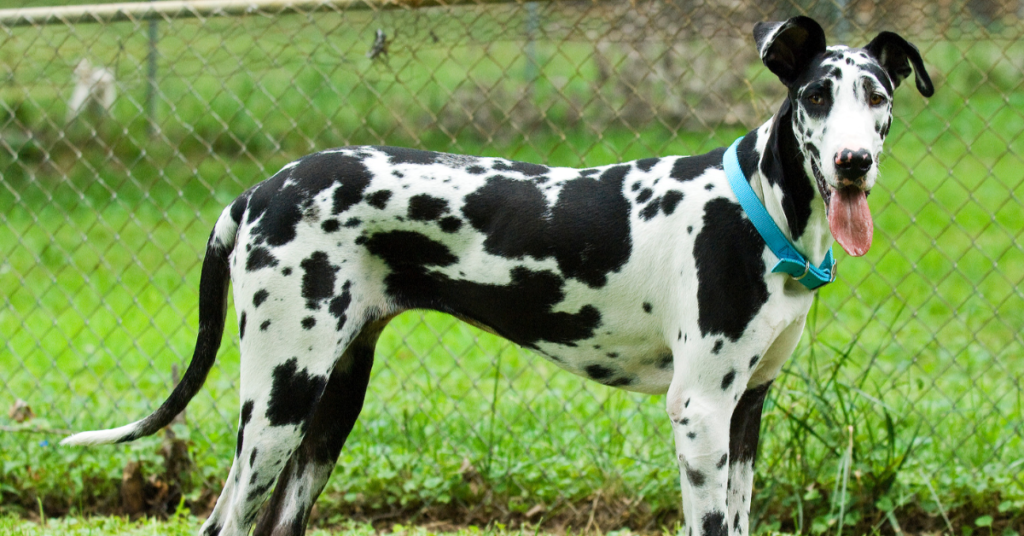 Great Dane