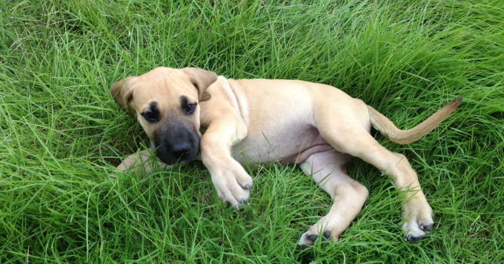 Great Dane