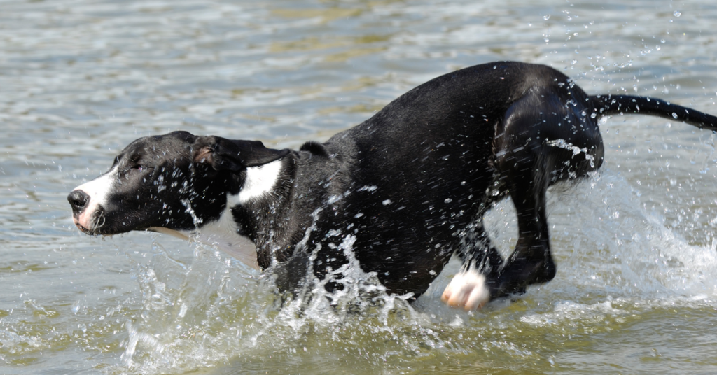 Great Dane