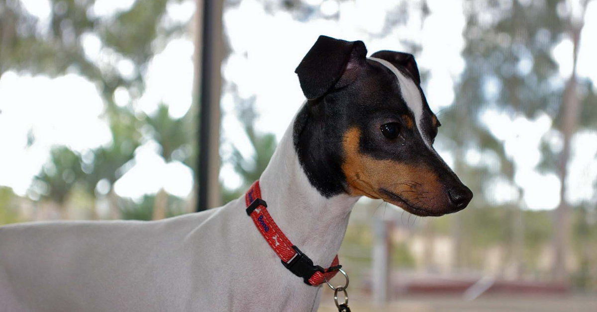 Japanese Terrier