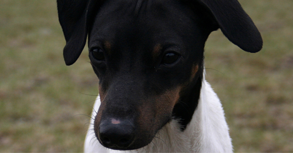 Japanese Terrier