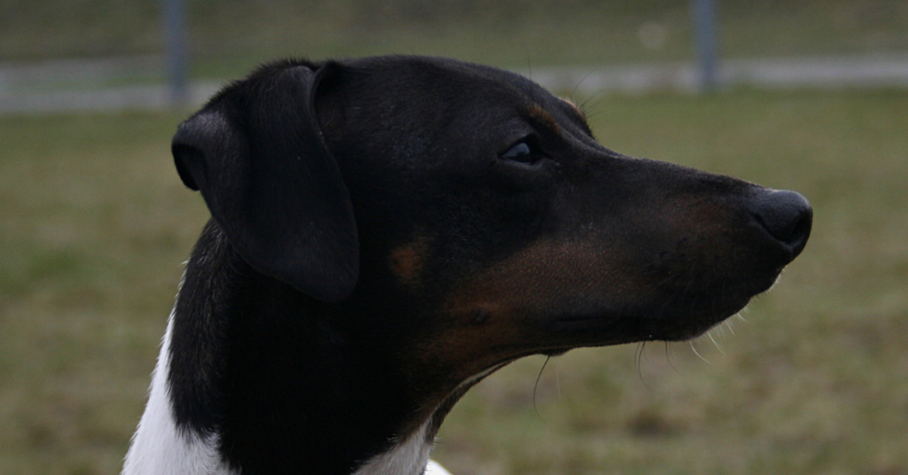 Japanese Terrier