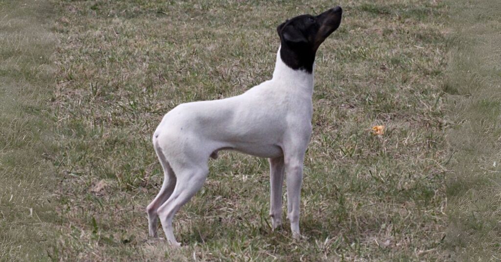 Japanese Terrier