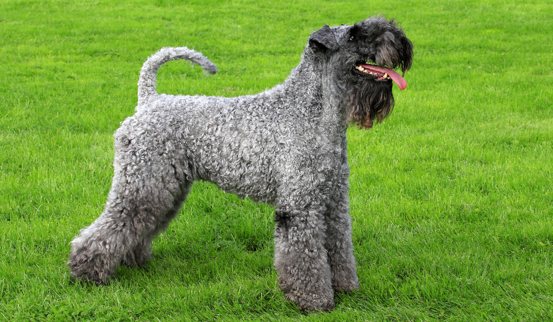 Kerry Blue Terrier