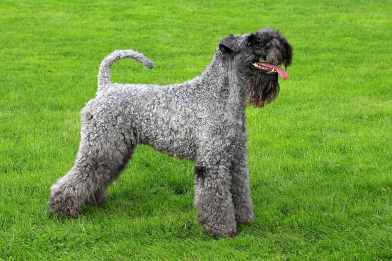Kerry Blue Terrier: The Spirited and Stylish family companion