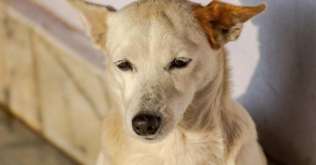 Canaan Dog
