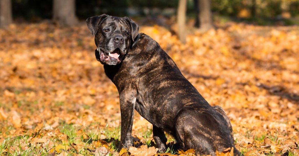 Cane Corso