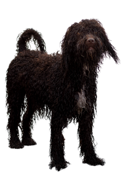 Irish Water Spaniel