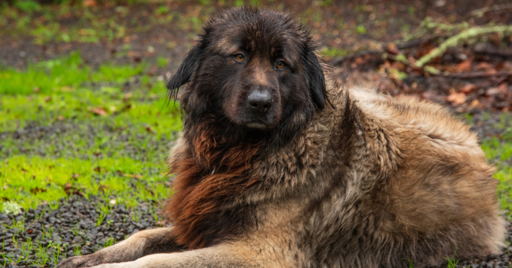 Estrela Mountain Dog