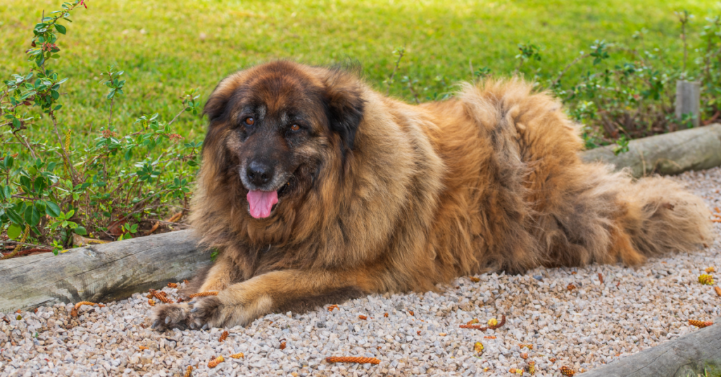 Estrela Mountain Dog