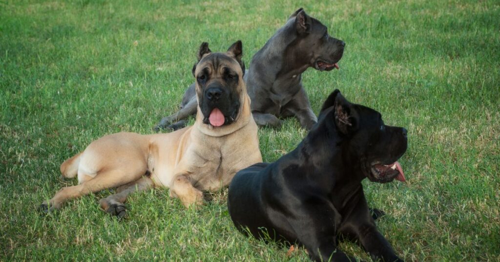 3 Cane Corsos