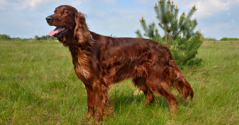 Irish Setter: The Elegant and Energetic Red Sporting Dog