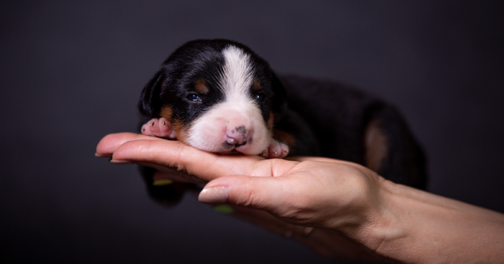 Entlebucher Mountain Dog Puppy