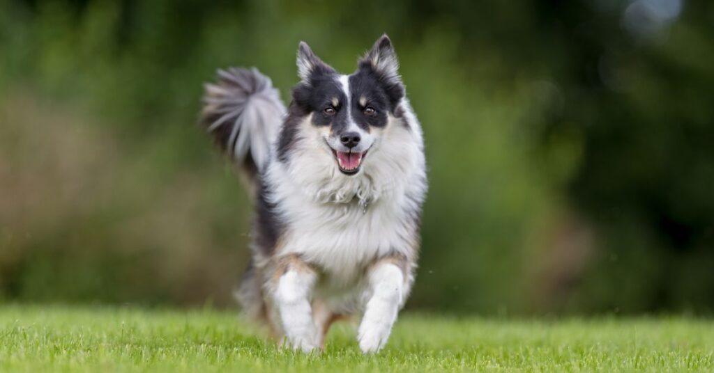 Icelandic Sheepdog
