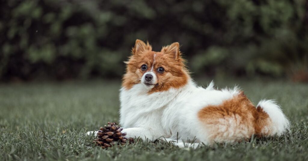 Icelandic Sheepdog