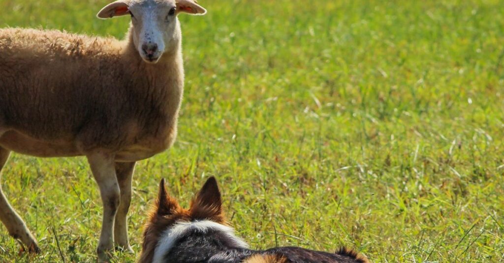 Icelandic Sheepdog