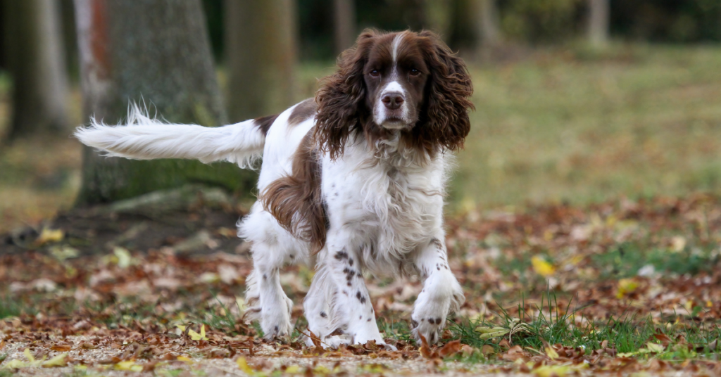 English Springer Spaniel