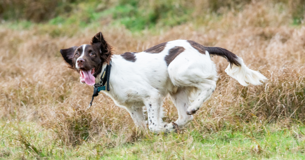 English Springer Spaniel