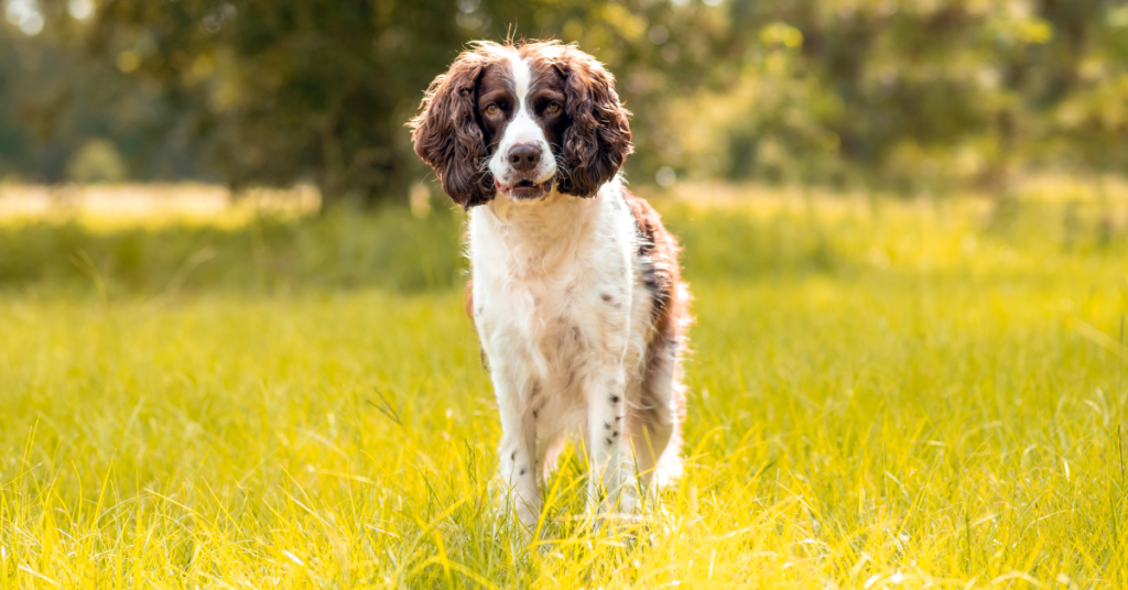 English Springer Spaniel