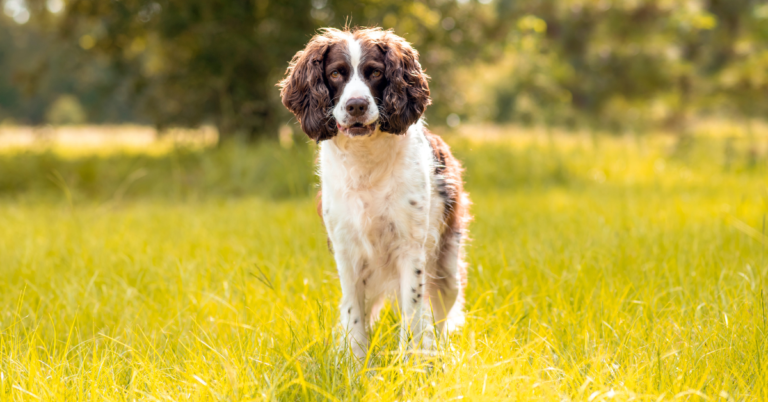English Springer Spaniel: Energetic, Loyal, and Always Ready to Play