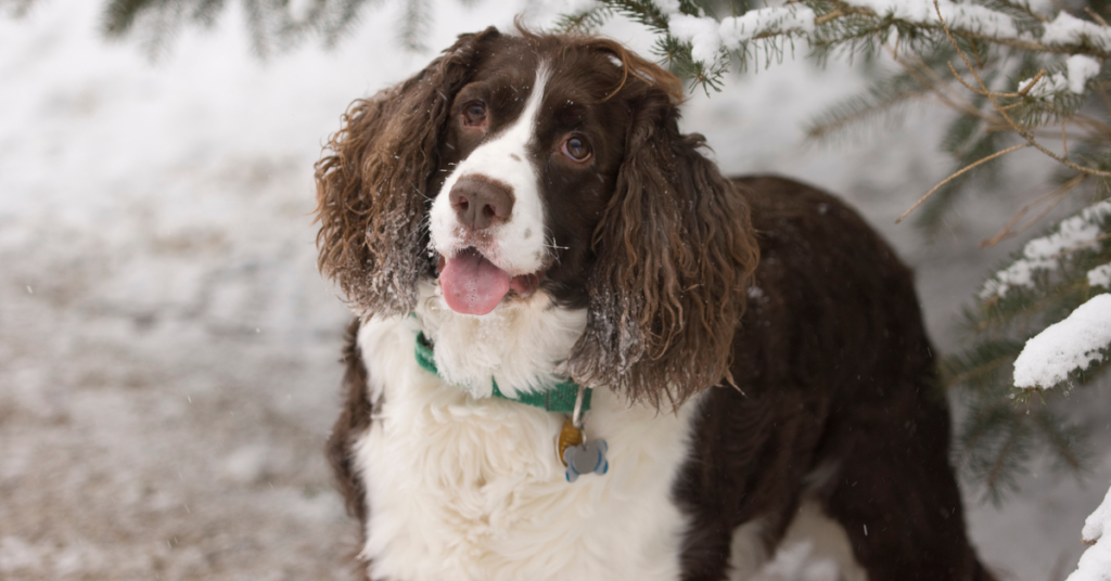 English Springer Spaniel