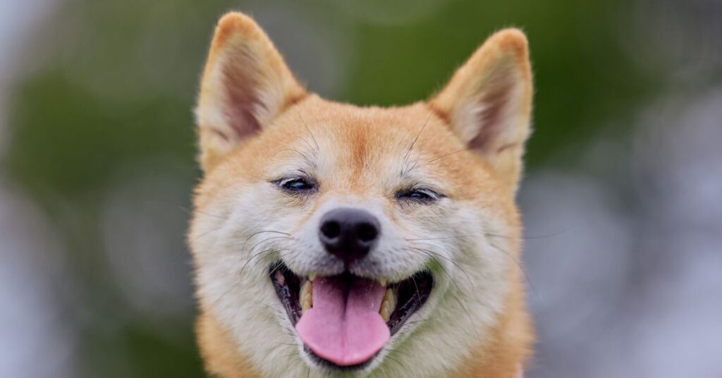 hokkaido dog