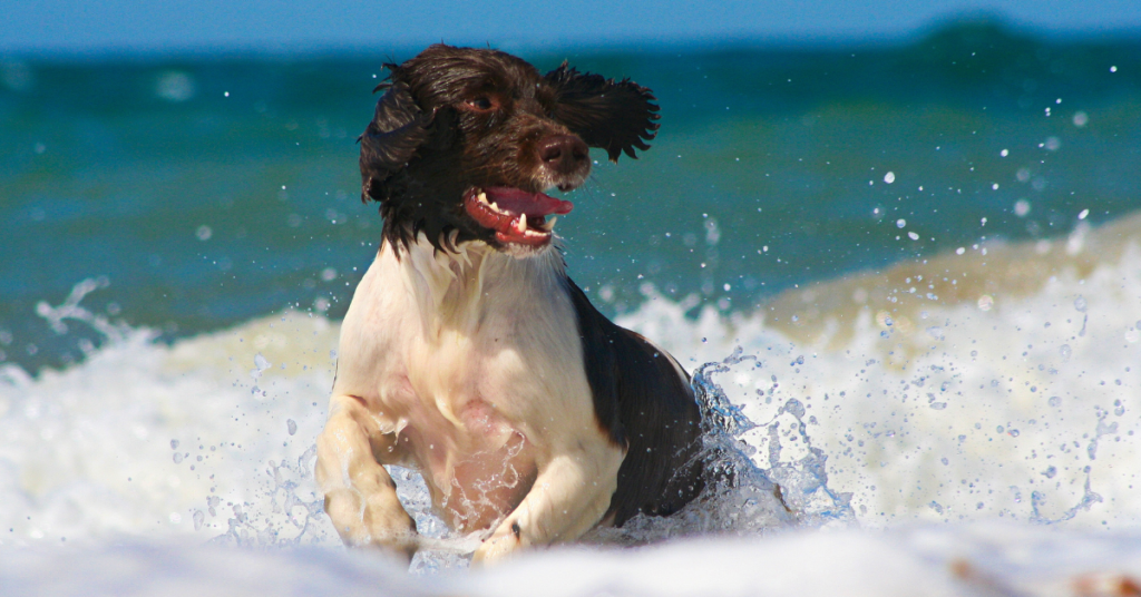 English Springer Spaniel