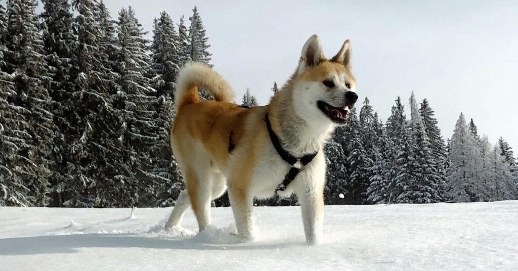hokkaido dog