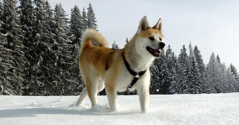 Hokkaido: Japan’s Hardy and Devoted Dog