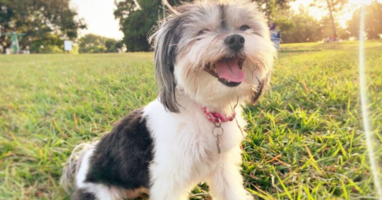 Havanese: Adorable, Affectionate, and Hypoallergenic