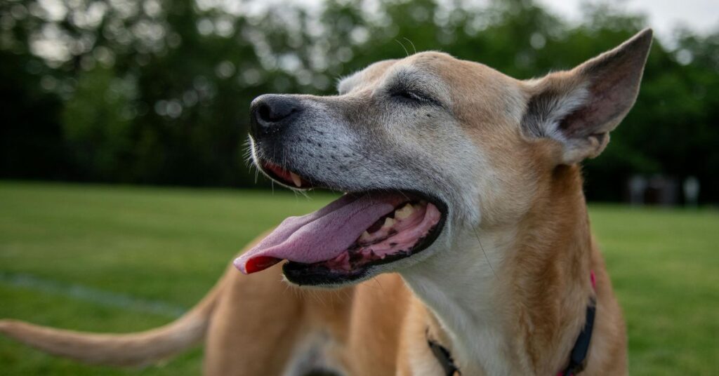 Carolina Dog