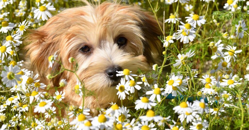 havanese