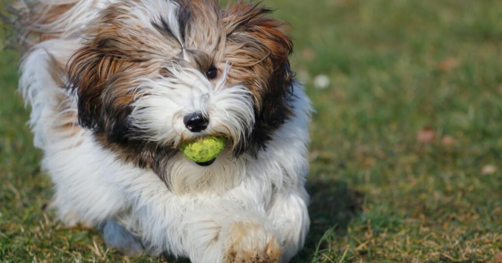havanese