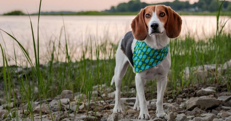 Harrier: A Lively and Loyal Scent Hound