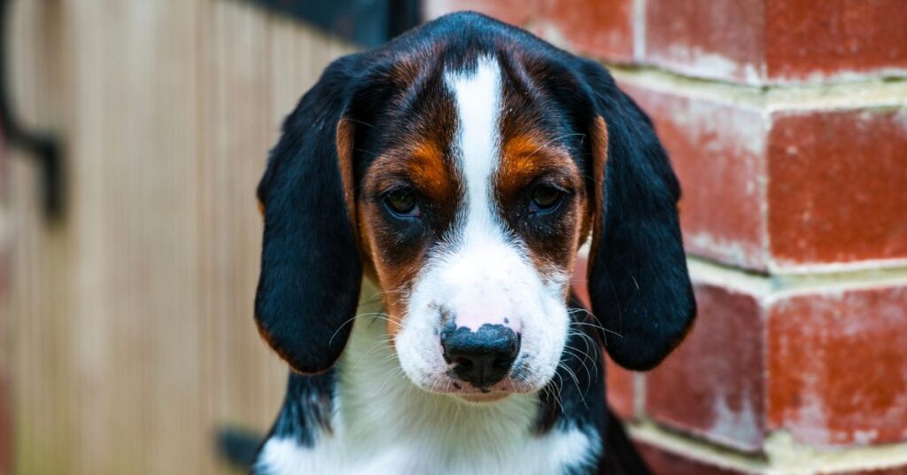 Hamiltonstovare Puppy