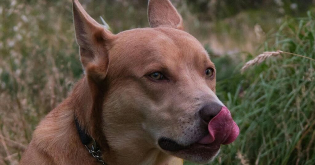 Carolina Dog